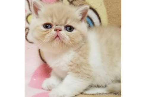 成約済の京都府のエキゾチックショートヘア-83669の1枚目